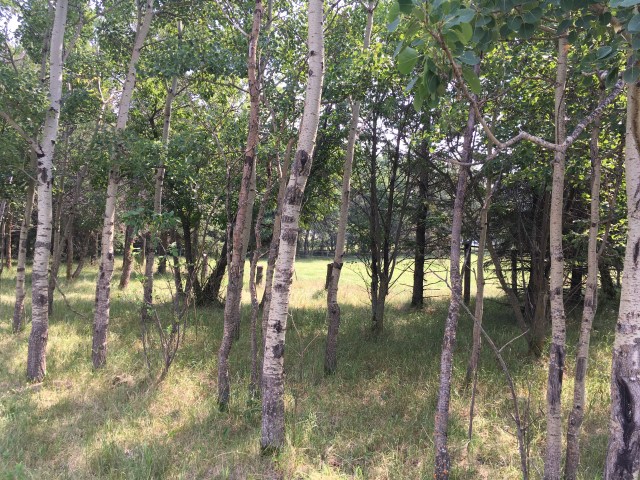 Alberta birch copy.jpg
