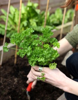 planting-parsley-bed-lg