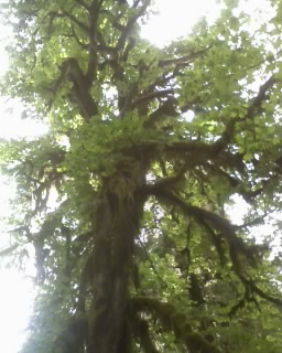 Hoh Rainforest "Ents"